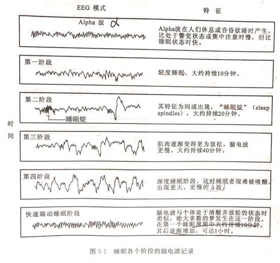 根据脑电图的研究可以将睡眠分为四个阶段(图5-1):在睡眠状态时,脑电