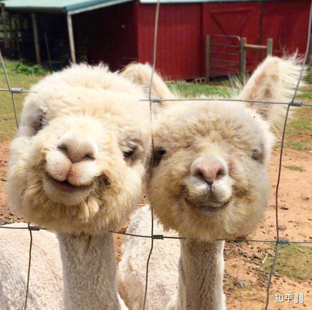 有没有一些羊驼的情侣头像? - 知乎