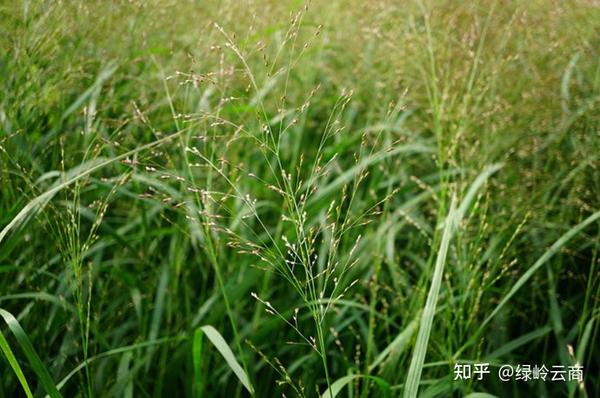 又美又耐寒，14种北方适用观赏草推荐 - 知乎