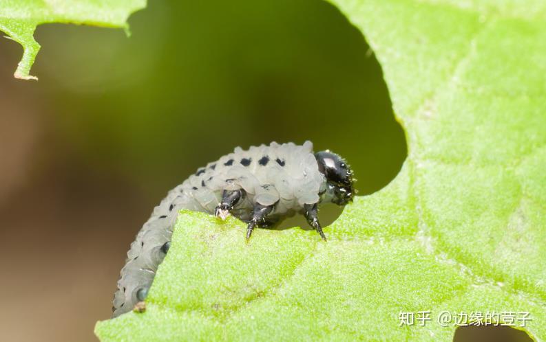 等水生生物,家蠶有毒,施藥期間應避免對周圍蜂群的影響,蜜源作物花期