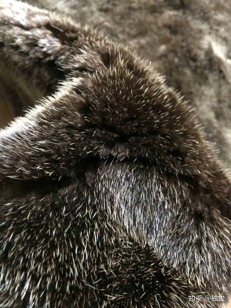 为什么郭德纲相声里有钱人都是海龙帽子的忠实拥趸? - 知乎