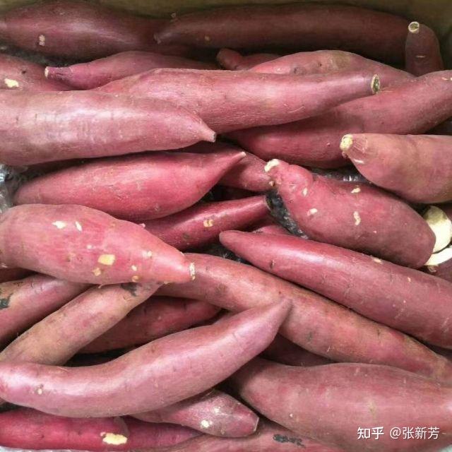 红瑶红薯品种介绍图片