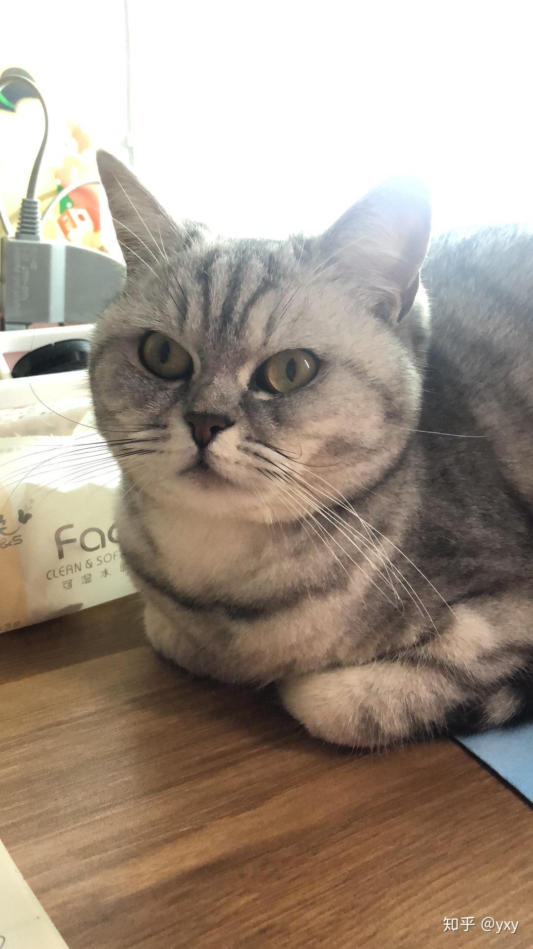 请问这是英短银渐层,还是美短银虎斑,或者是其他?