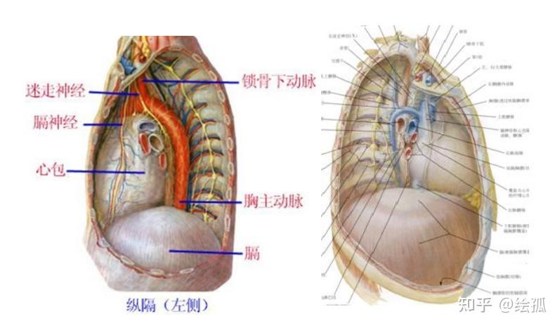 纵隔正面观图片