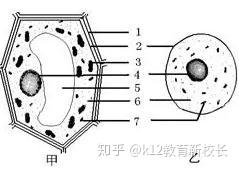 年中考生物所有典型考点及必考题都免费给考生 看完 绝对 肯定稳拿高分满分 知乎