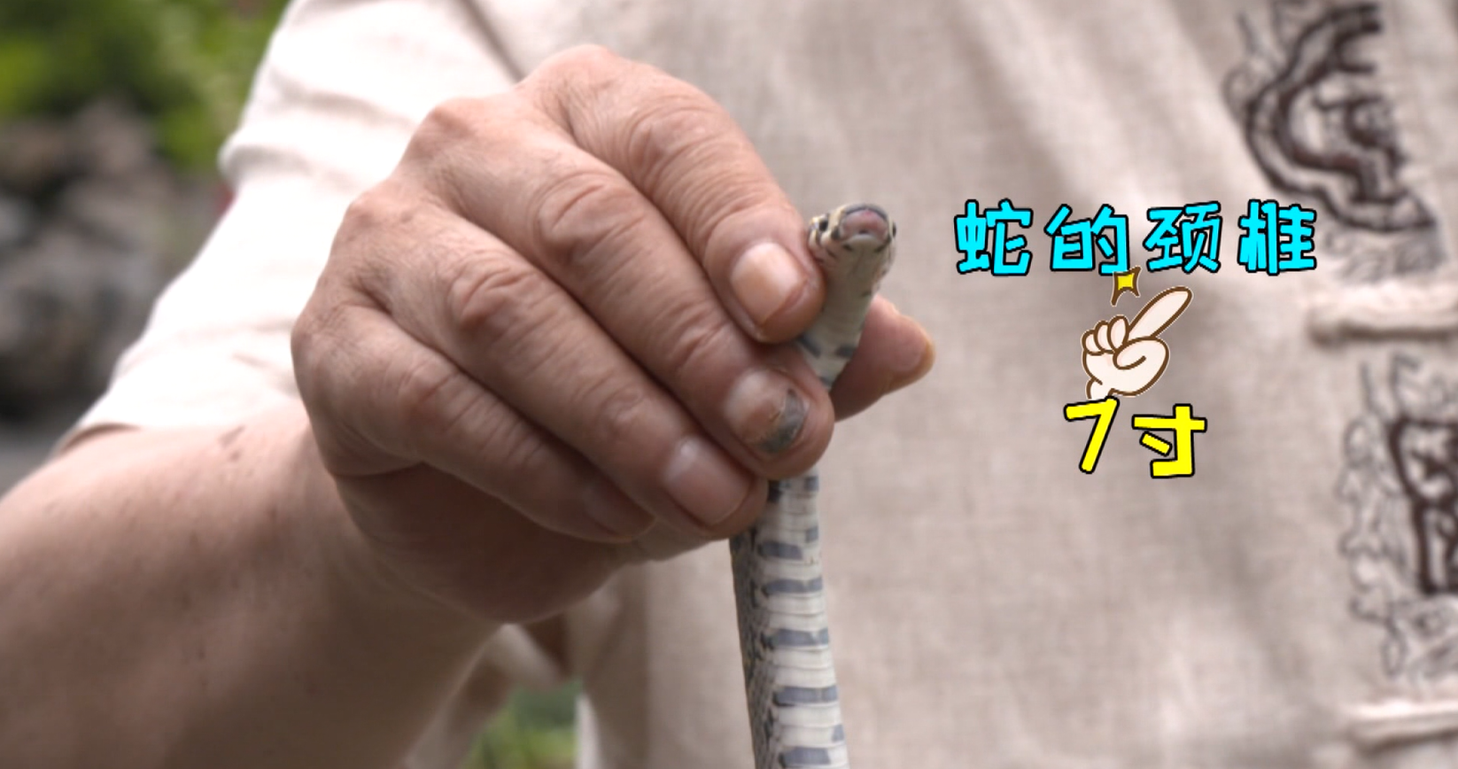 "打蛇打七寸"的"七寸"到底是指什么?和蛇本身多长有没有关系呢?蛇不够