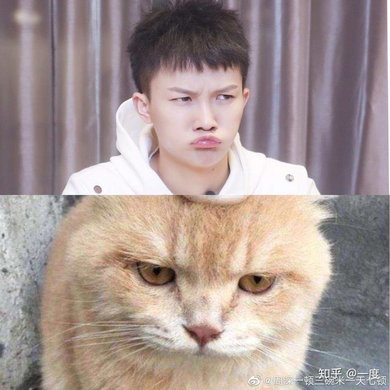 为什么都是周深是一只小猫咪,他不是一个冷清仙子吗? - 知乎