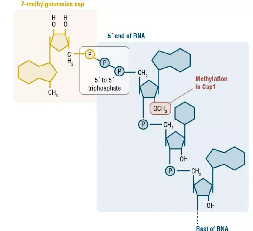 mrna药物专栏丨mrna不止于斯