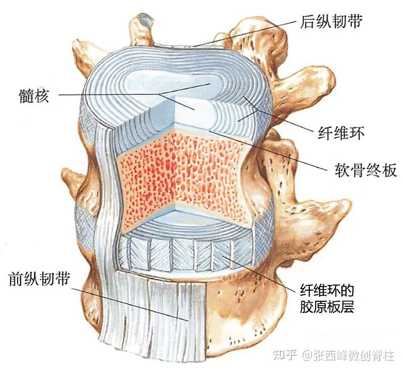 #医心相伴,让爱更踏实#让我们一起来认识脊柱 - 知乎