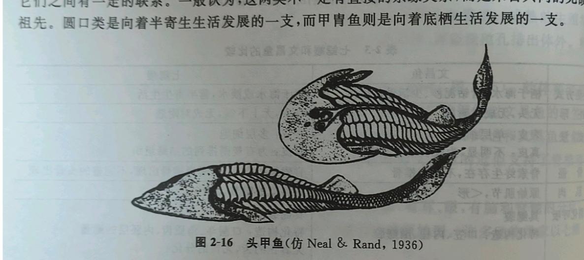 为什么鲸鱼不是鱼,无颌鱼却是鱼? - 知乎