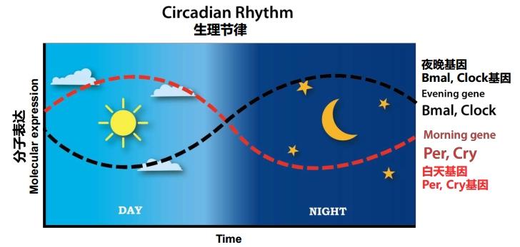 那么,皮肤在夜间和晚间有什么不一样呢,有什么昼夜节律呢?