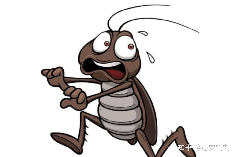 蟑螂眼中的克星,每个人家中都有,一小片就能让蟑螂"闻风丧胆" !