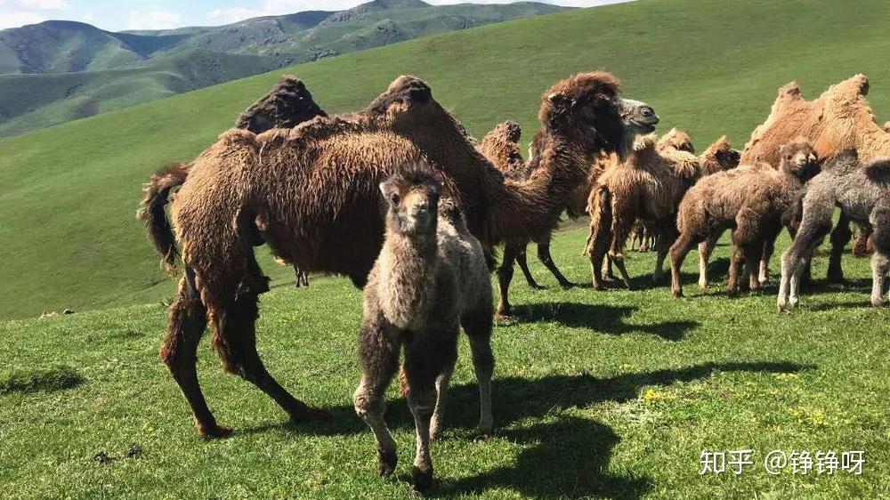 新疆伊犁骆驼奶园图片