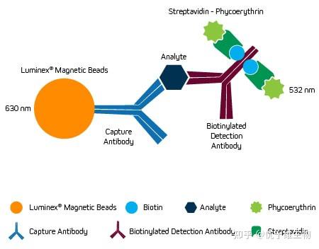 基于微珠的多重Luminex® XMAP® 检测技术 - 知乎
