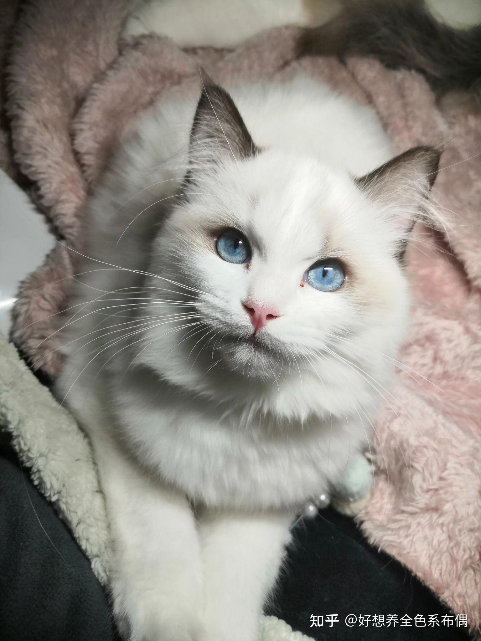 布偶猫下巴越来越尖怎么回事? - 知乎