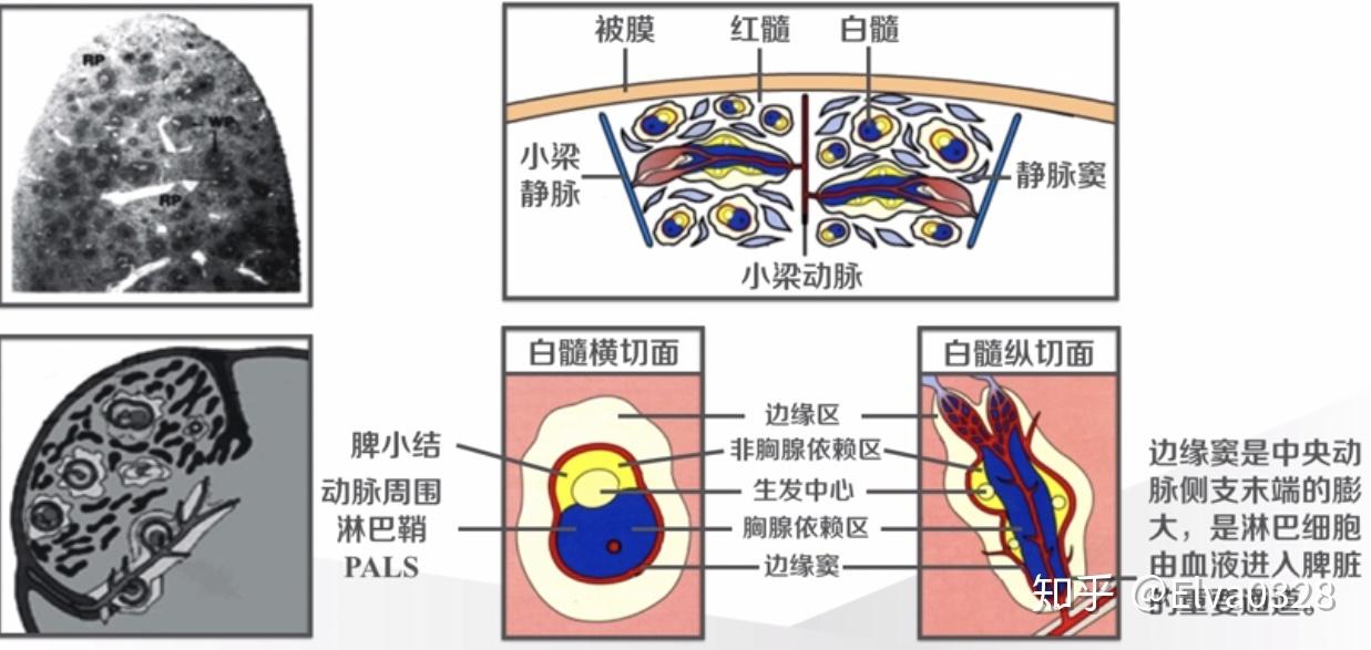 脾脏(spleen)脾脏的结构如下图所示,包含动脉周围淋巴鞘(pals)和脾