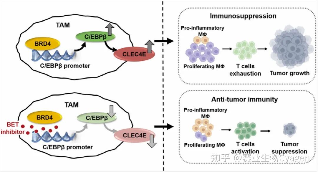 CLEC4E：跨肿瘤免疫、感染与自身免疫病的多功能免疫调控分子图片 - 知乎