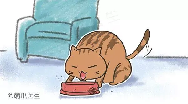 这八个原因会导致猫咪黑下巴来看破解之道