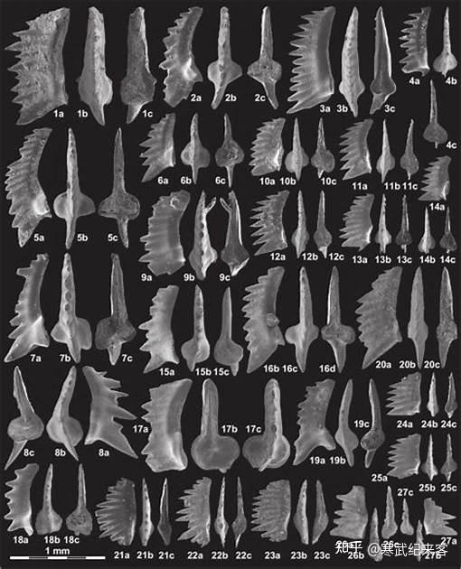 无冕之王牙形虫古生代海洋幽灵越研究越恐怖