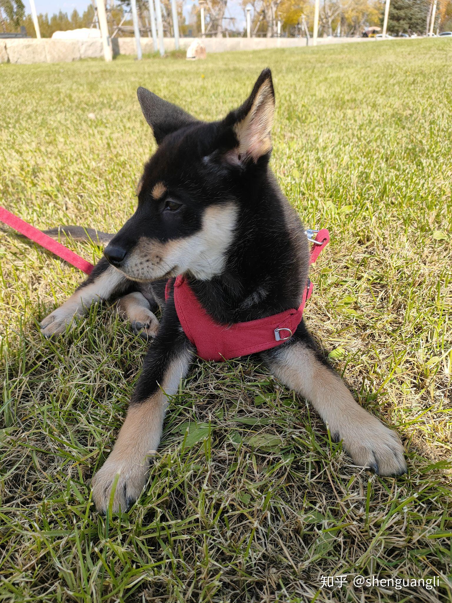 想看铁包金俗称四眼毛色的中华田园犬大家可以发我看看吗