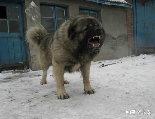 全球十大猛犬排名，藏獒前三都进不了，你猜猜第一名猛犬? - 知乎