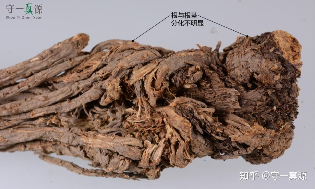 中药鉴定 | 处境尴尬的羌活 - 知乎