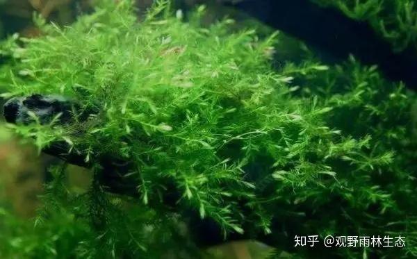 新手入门草缸造景 如何认识 挑选水草 草缸造景一般选择几种水草 崇爱网