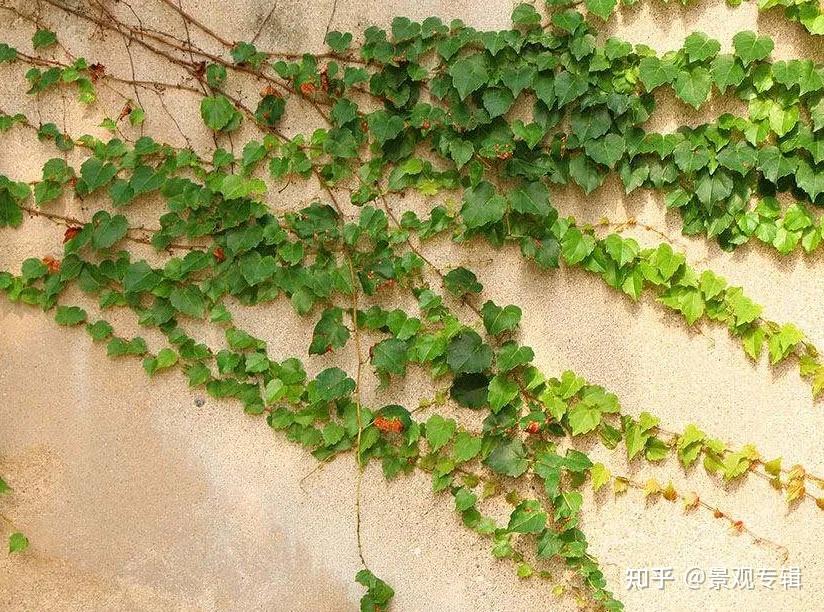 北方矿山植被生态修复常用园林植物 - 知乎