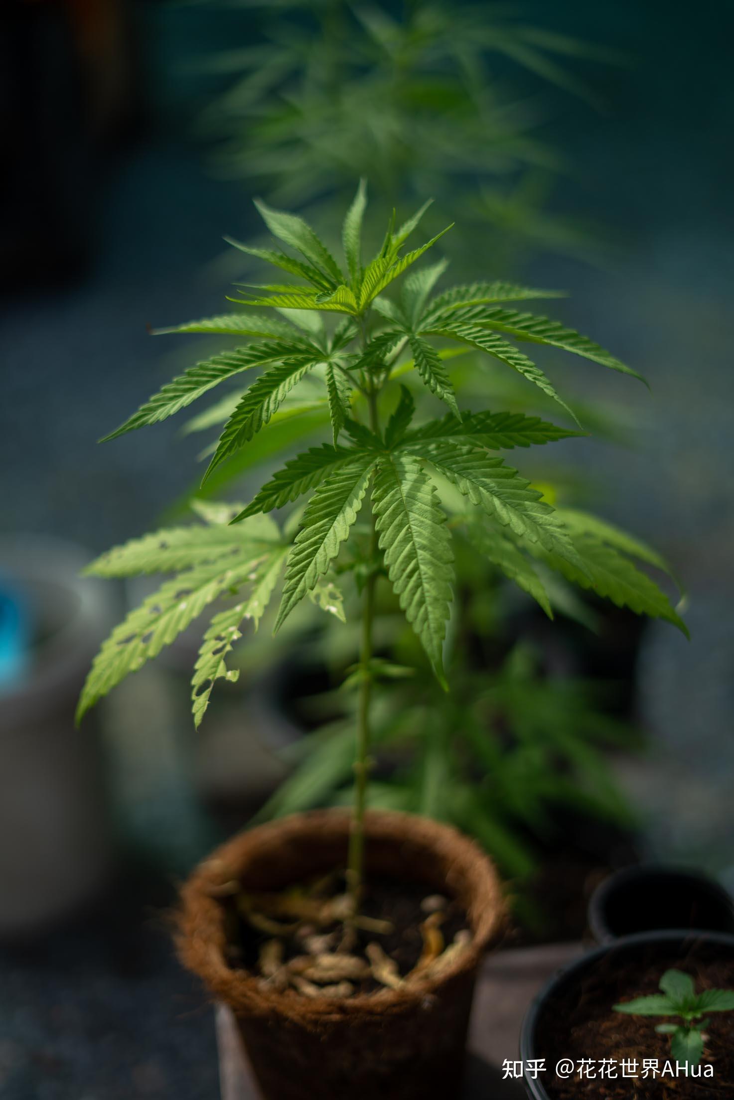 泰国将大麻从毒品名单中剔除,成亚洲首个大麻合法化国家,大麻有哪些