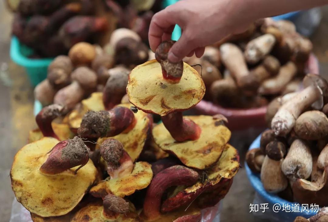 吃菌子季節到了求科普下雲南人常吃的野生菌品種