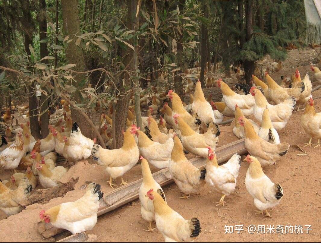 岑溪古典鸡--中国国家地理标志产品 - 知乎