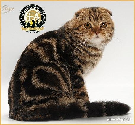 科普贴cfa猫展介绍及比赛规则