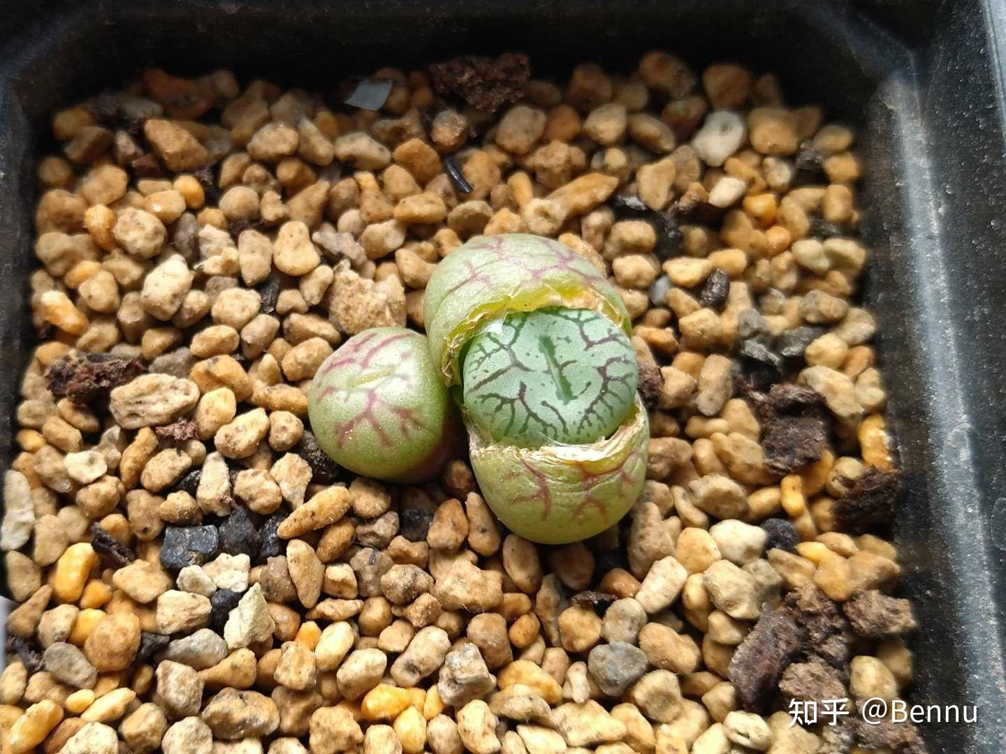 植物番杏科肉锥属清姬conophytumminimum