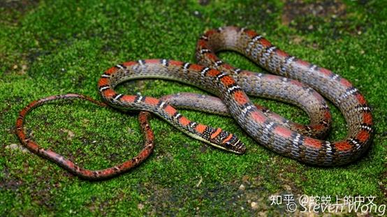 中国有飞蛇吗? - 知乎