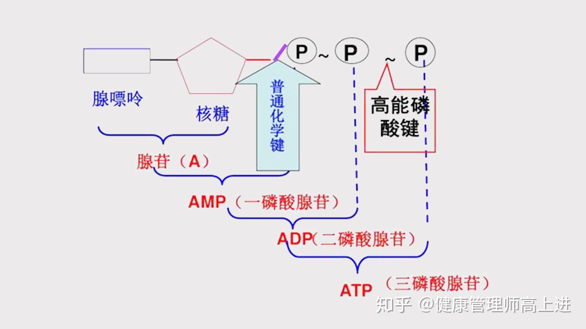 嘌呤核苷酸循环图片