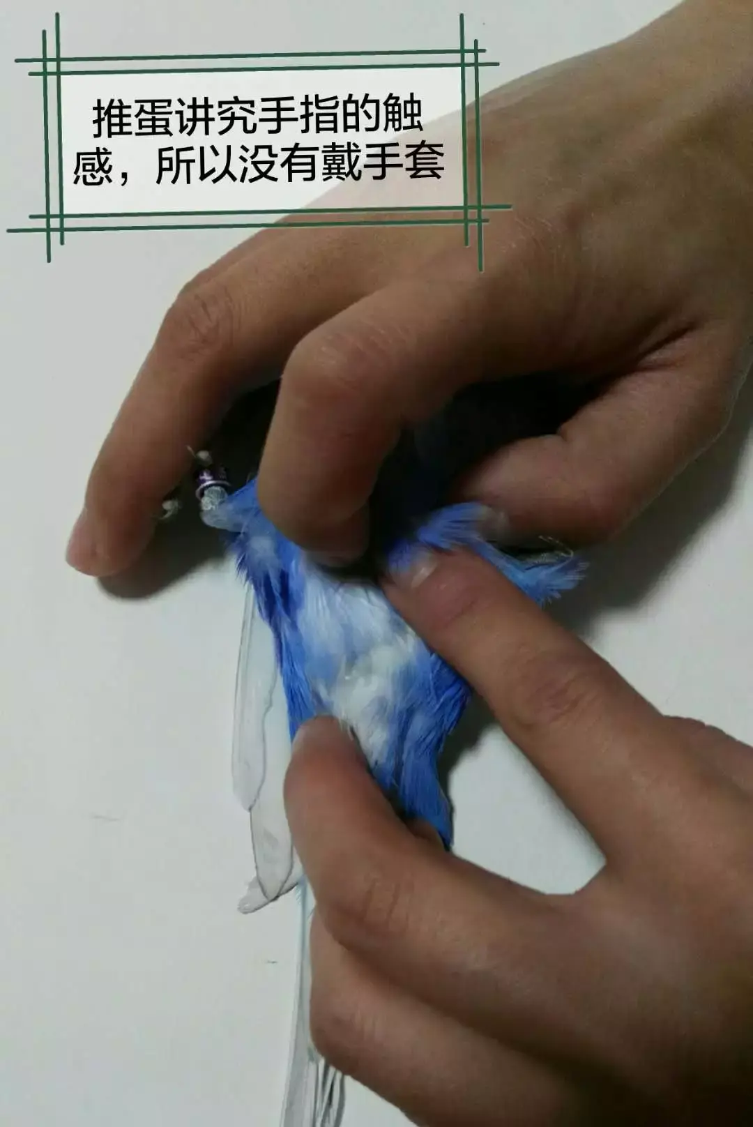 兽医的日常工作有哪些它的发展前景如何待遇如何