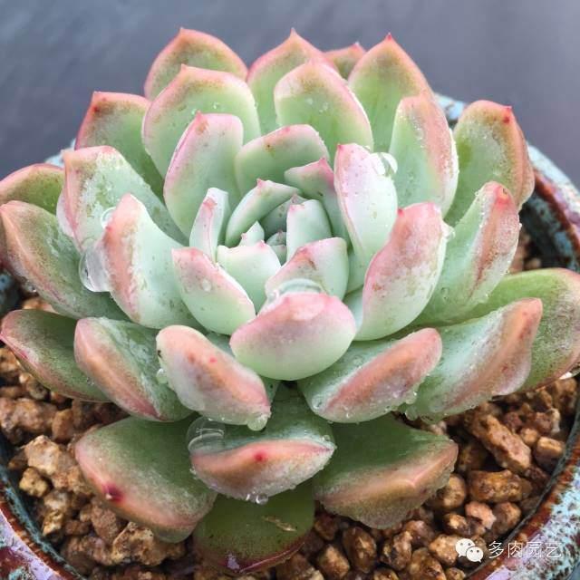 多肉怎么上盆新手 v2-2328b27e170e643d239497717e89f3e8_1440w.jpg?source=172ae18b