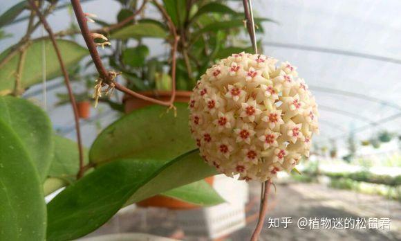 懒癌最爱球兰,每一次开花,都足以惊艳你平淡生活! - 知乎
