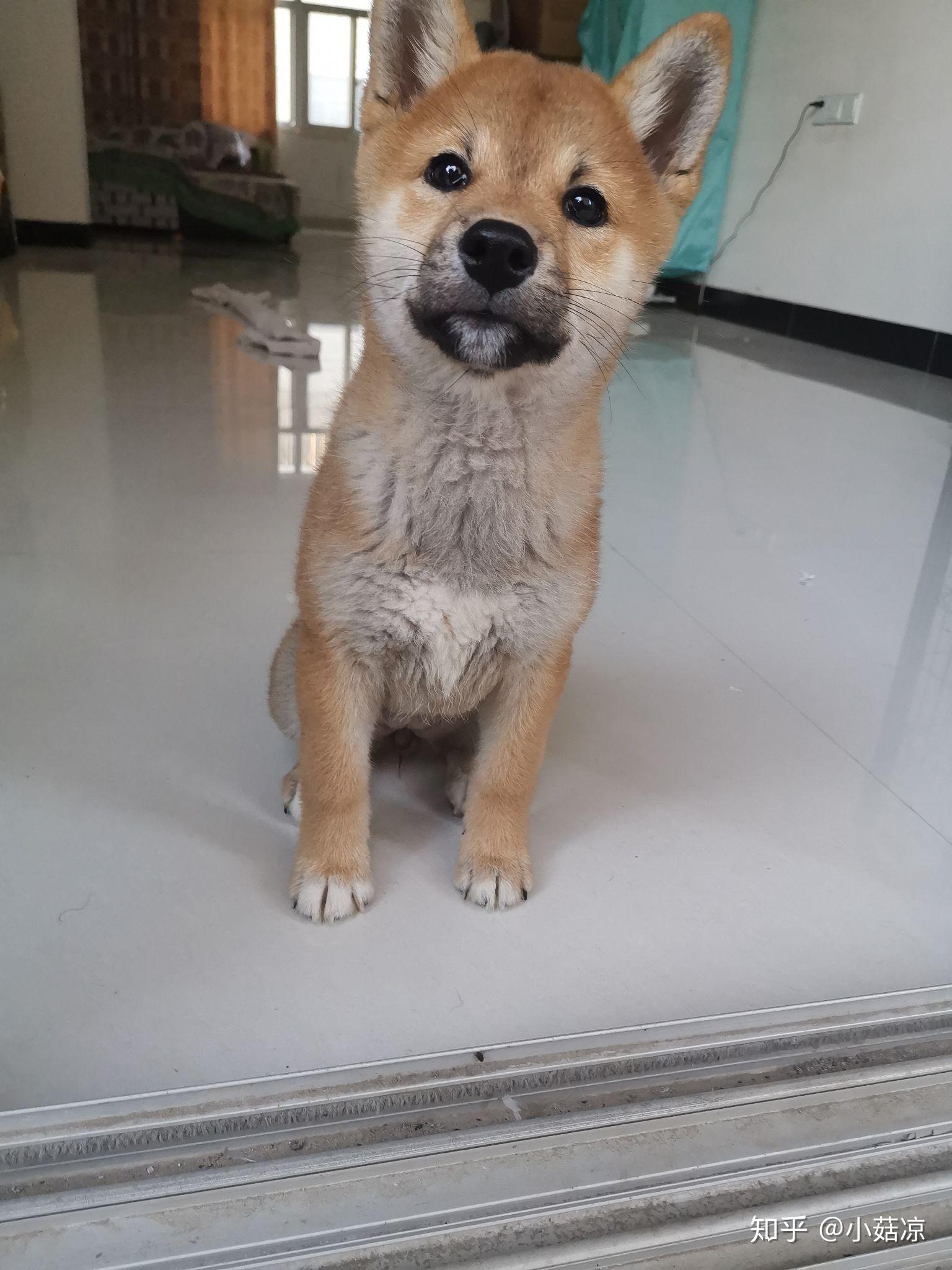 4个月的柴犬,这是栗麻色的吗? - 知乎