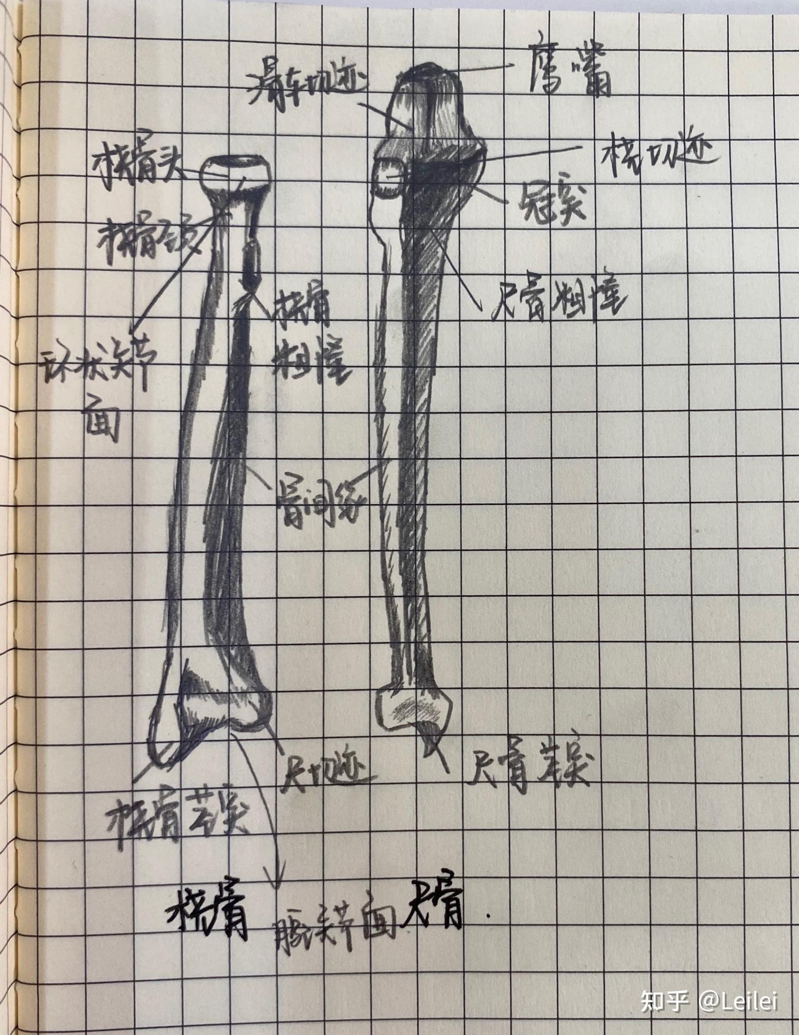 系解绘图 - 知乎
