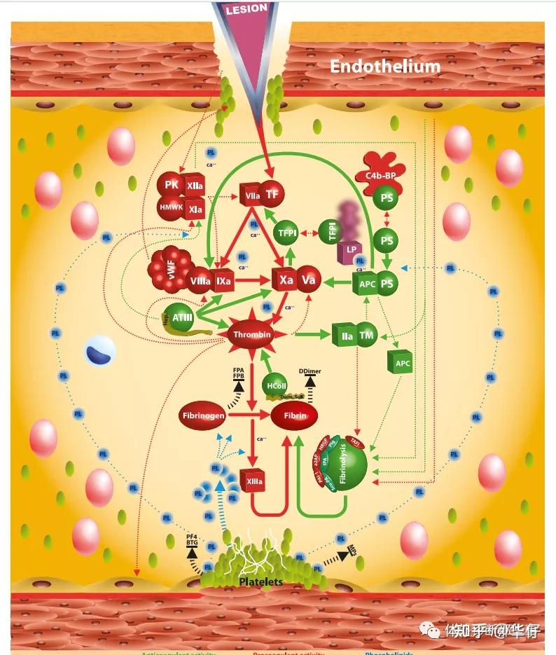 血小板功能检测血小板功能检测包括基于adp,胶原,瑞斯托霉素,花生四稀