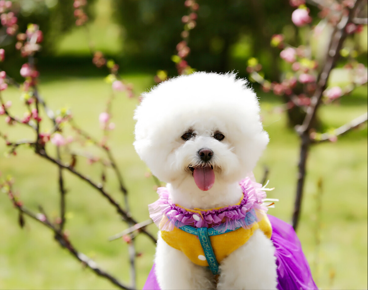 泰迪犬生活幸不幸福看这几点就知道你家能中几点