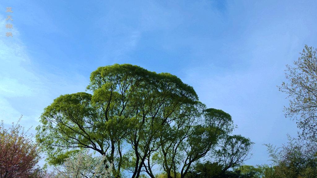 植物百科之杨柳科 - 知乎