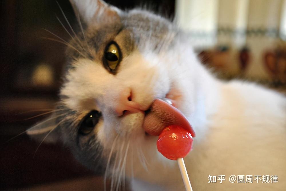 然而这种甜味剂是不能给猫咪吃的,猫咪如果误食了木糖醇会出现痉挛的
