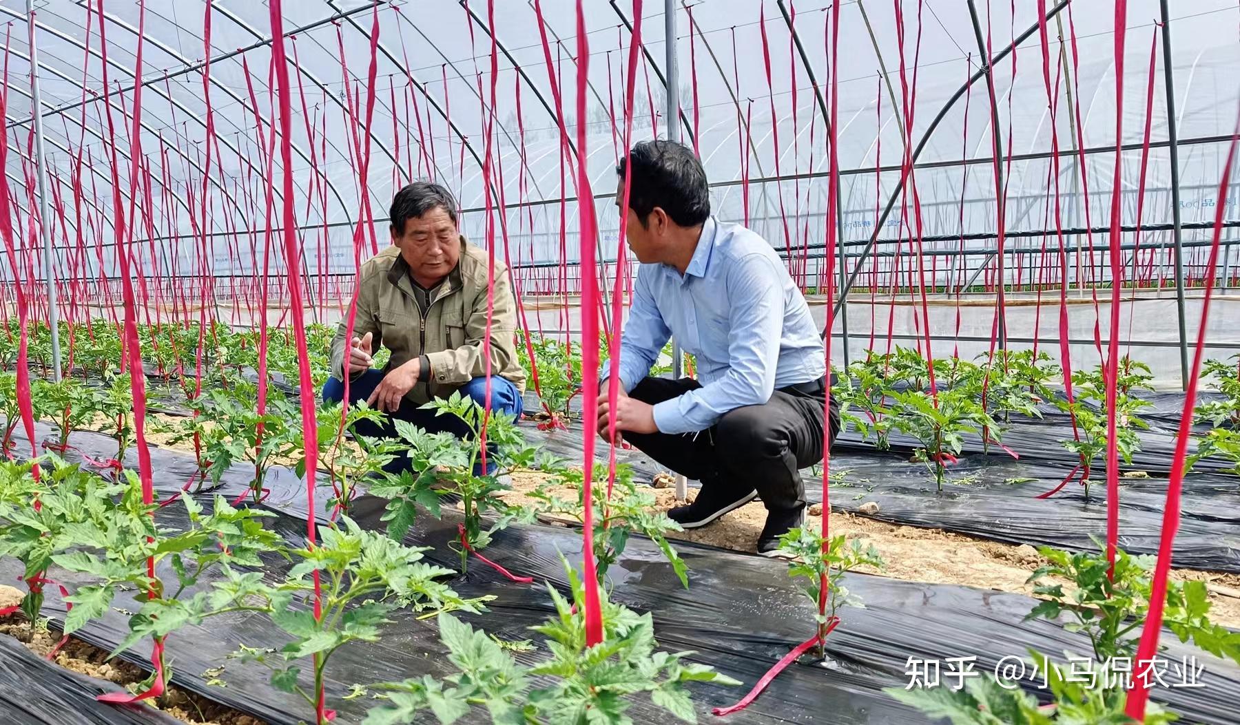 冬暖式蔬菜大棚之父图片