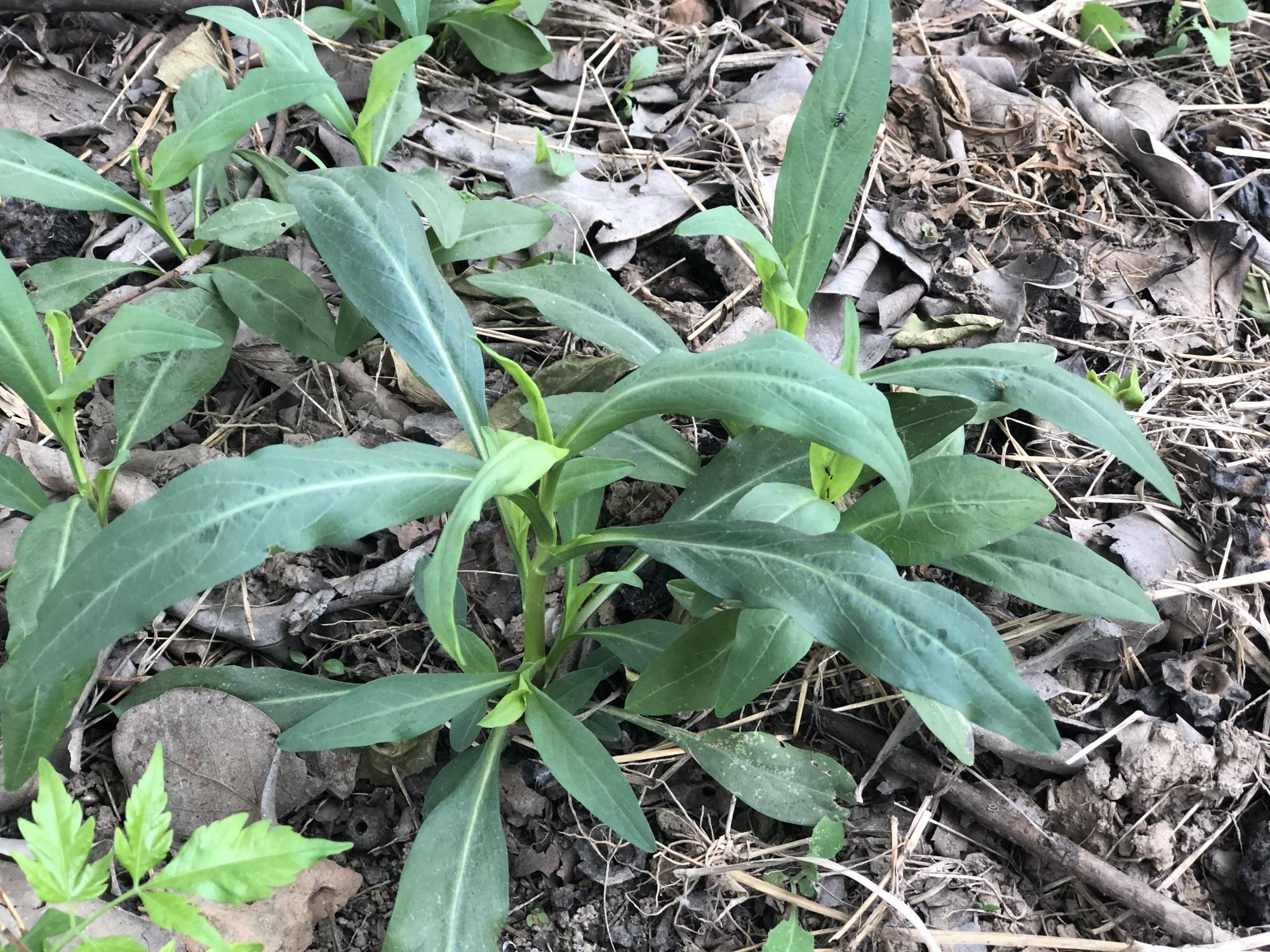枸杞头有什么功效这种野菜是山东人最爱的去火好食材