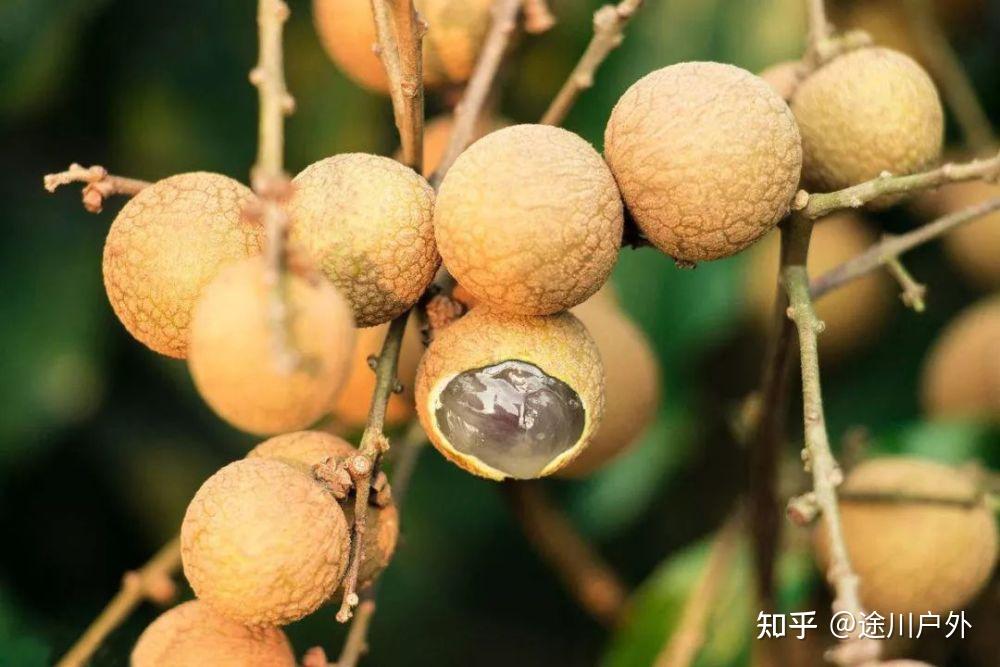 高铁1.5h跑拢!四川这座千年江城,美食美景无数!终于藏不住了!