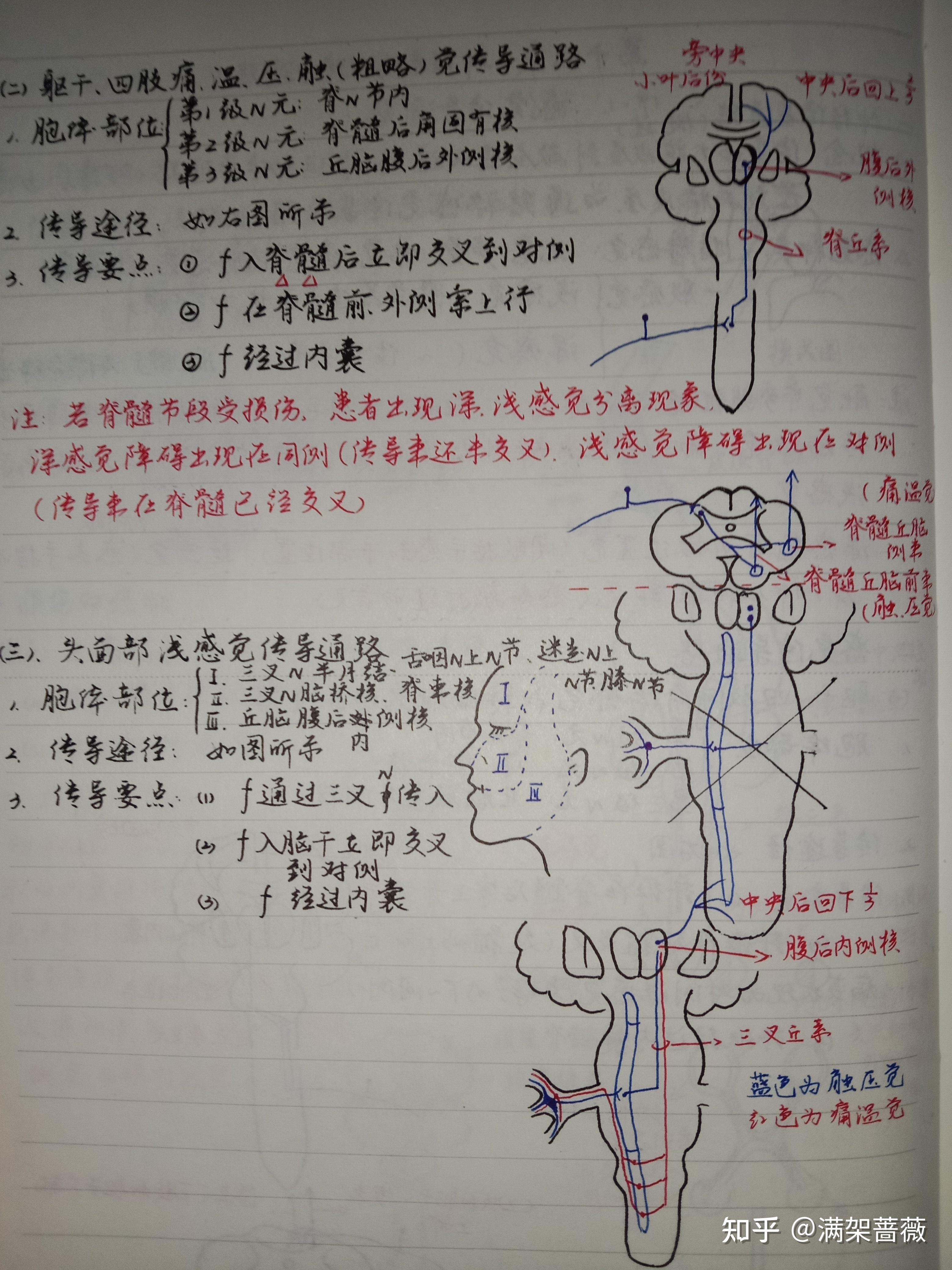 系统解剖学笔记图片