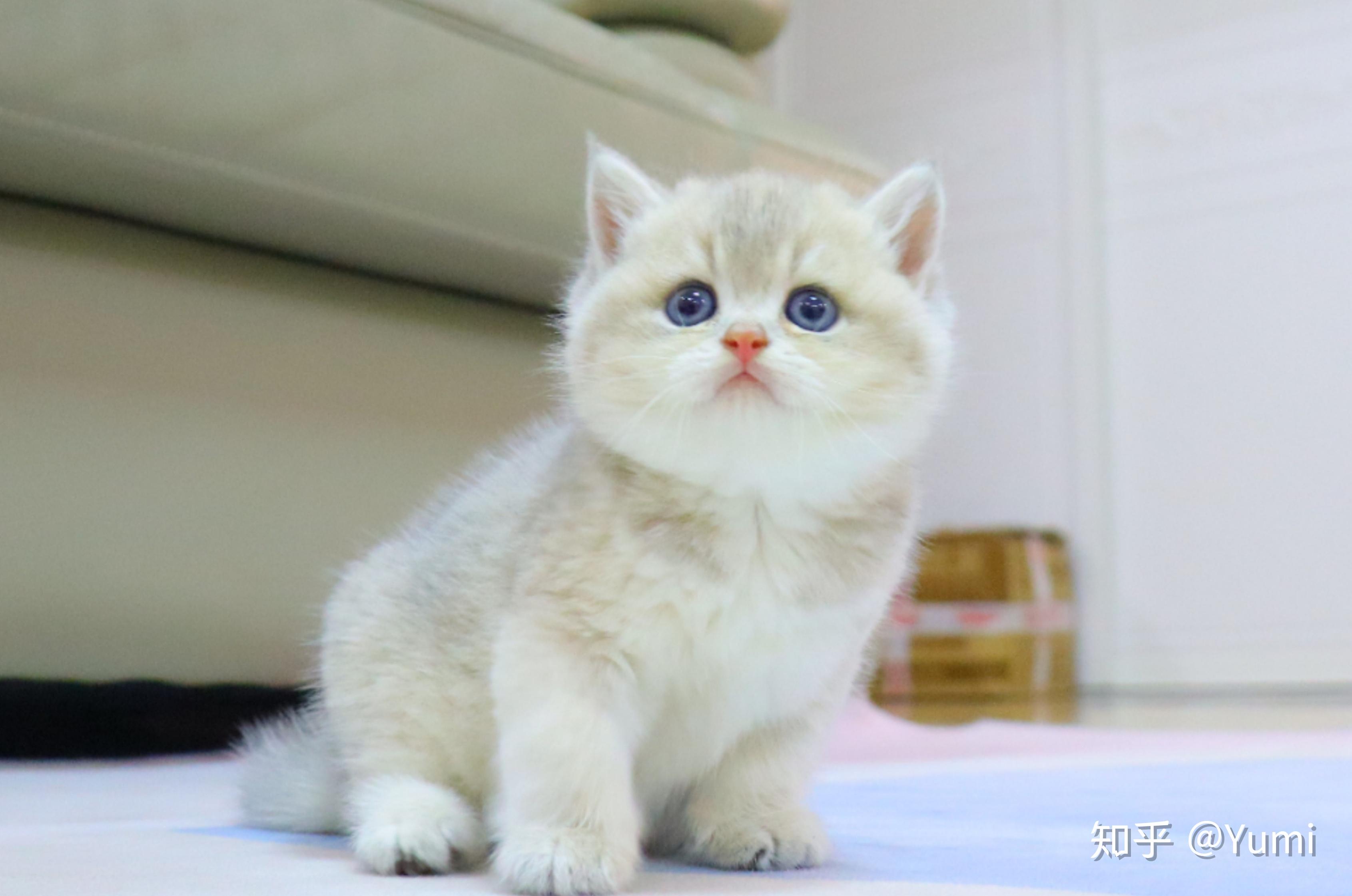 为什么很少有人讨论蓝金渐层