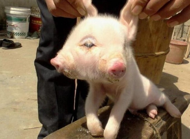 三眼猫是什么寓意? - 知乎